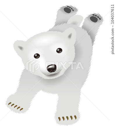Polar bear illustration 104037611