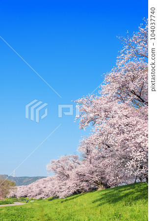 Cherry blossoms in Yawata City, Kyoto Prefecture 104037740