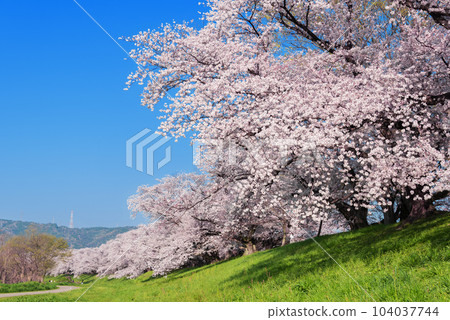 Cherry blossoms in Yawata City, Kyoto Prefecture 104037744