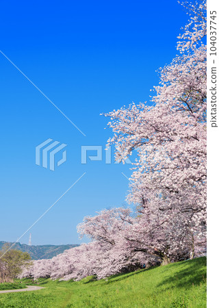 Cherry blossoms in Yawata City, Kyoto Prefecture 104037745