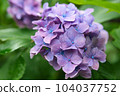 Hydrangea on a rainy day 104037752