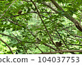 white-eye and tree branch 104037753