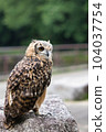 Owl 104037754