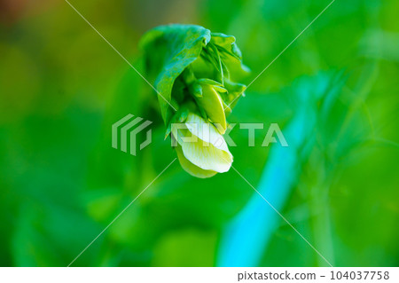 macro shooting. A small white flower of green peas.  104037758