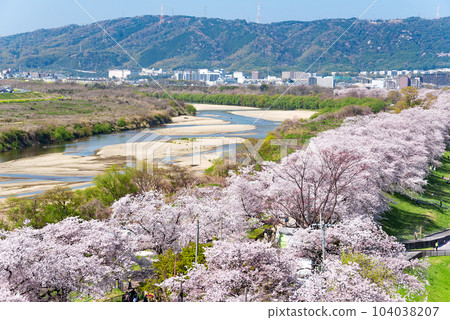 View from the observation tower of the cherry blossoms at Sewaritei, Yawata City, Kyoto Prefecture 104038207