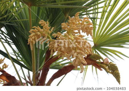 plant, plants, vegetation 104038483