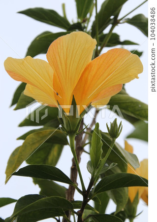 flower, blossoms, flowers 104038486
