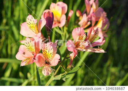 馬兜鈴花在雨季晴朗的天氣裡閃閃發光 104038687
