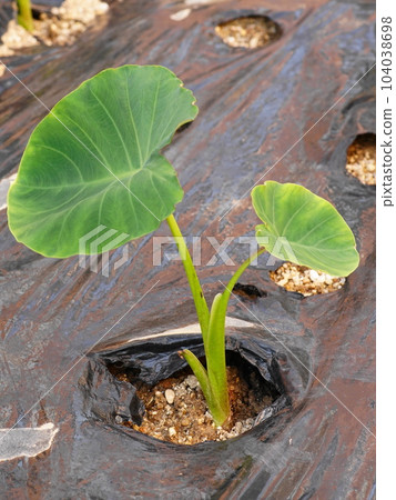 芋頭萌芽萌葉開 芋頭萌芽萌葉開 104038698