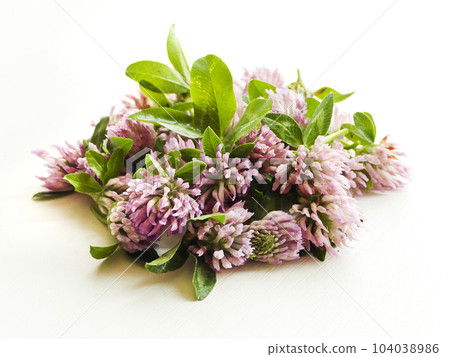 Fresh horse clover flowers on the white Fresh horse clover flowers on the white 104038986