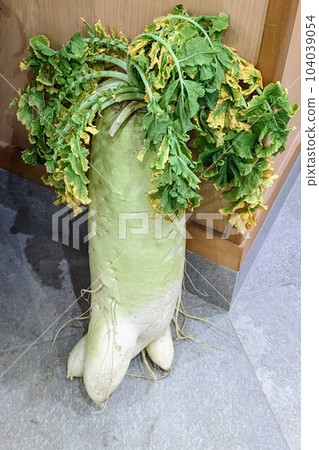 Japanese radish crossing legs 104039054