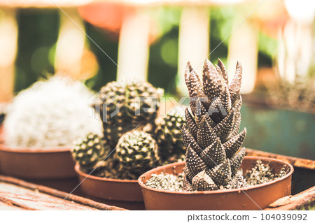 Haworthiopsis reinwardtii or Haworthia reinwardtii succulent flowering plant native to South Africa. Growing a variety of cacti in greenhouse. Growing a lot of cactuses in small pots in home garden. Haworthiopsis reinwardtii or Haworthia reinwardtii succulent flowering plant native to South Africa. Growing a variety of cacti in greenhouse. Growing a lot of cactuses in small pots in home garden. 104039092