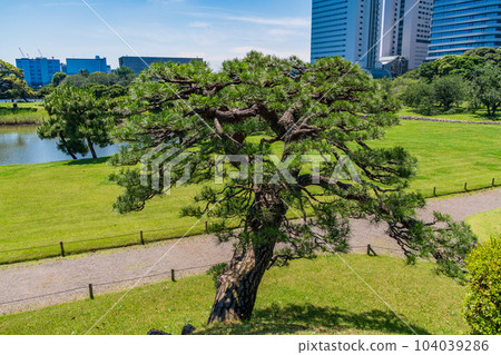 (Tokyo) Tokyo's peaceful space, Hama-rikyu Gardens, early summer 104039286