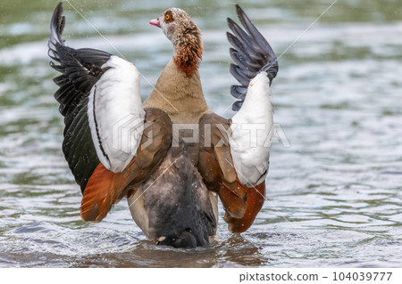 Egyptian goose (Alopochen aegyptiaca) washing its feathers in a river. Egyptian goose (Alopochen aegyptiaca) washing its feathers in a river. 104039777