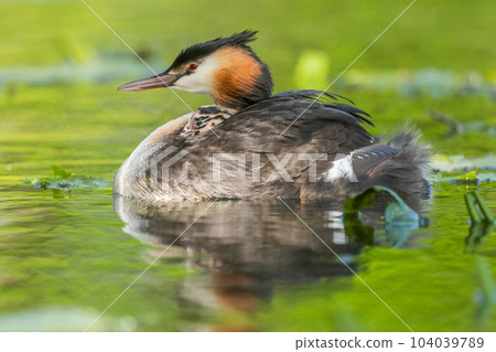 Great Crested Grebe (Podiceps cristatus) with her chicks a few days old on a river. Great Crested Grebe (Podiceps cristatus) with her chicks a few days old on a river. 104039789