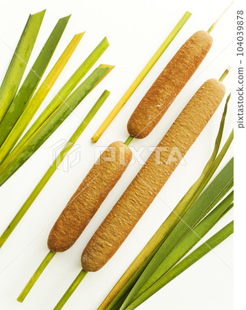 Typha bulrush on white 104039878