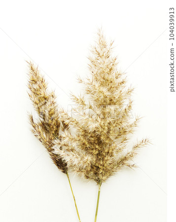Phragmites on white Phragmites on white 104039913