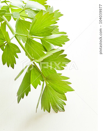 Lovage on white Lovage on white 104039977