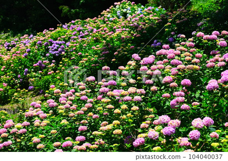 平原溫泉繡球花 平原溫泉繡球花 104040037
