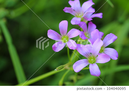 Murasaki Kabaki Flower Murasaki Kabaki Flower 104040095