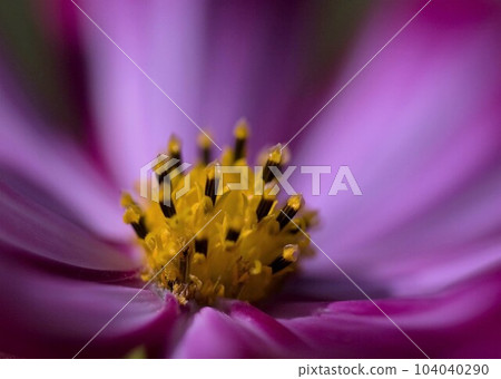 Flower of Hinaki Flower of Hinaki 104040290