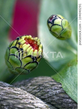 zinnia bud zinnia zinnia bud zinnia 104040291