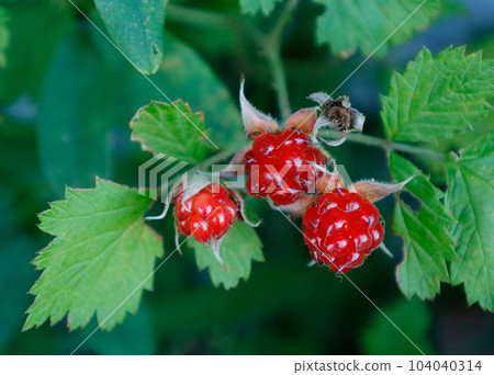 Bright red ripe Nawashi strawberry Bright red ripe Nawashi strawberry 104040314