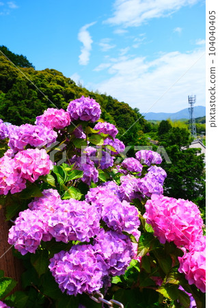 平原溫泉繡球花 104040405