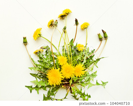Dandelion on white Dandelion on white 104040710
