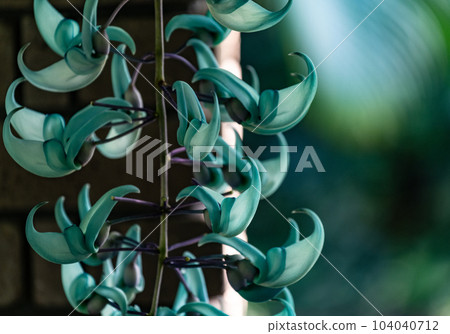 金銀花 金銀花 104040712