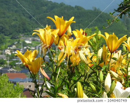 Sukasyuri盛開 104040749