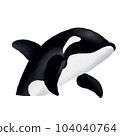 Whale  104040764