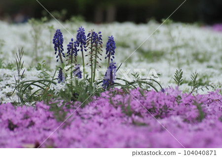 Pink moss phlox and muscari flowers Pink moss phlox and muscari flowers 104040871