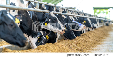 livestock, feeding cows in the farm yard 104040950