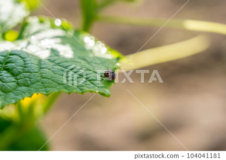 Morning sunlight and ladybirds on leaves Morning sunlight and ladybirds on leaves 104041181
