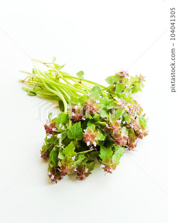 Black horehound on white Black horehound on white 104041305