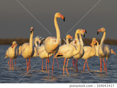 Flamingo in Parc Naturel regional de Camargue, Provence, France 104041417