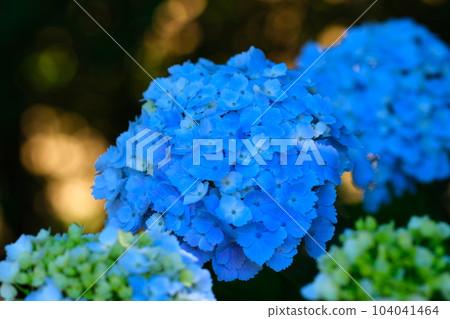 平原溫泉繡球花 平原溫泉繡球花 104041464