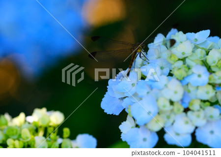 Hirahara Onsen Hydrangea 104041511