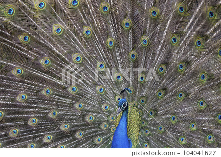 Closeup Image of a peacock dancing with its open feathers 104041627