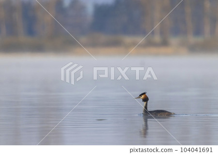 Great Crested Grebe (Podiceps cristatus), Southern Bohemia, Czech Republic 104041691