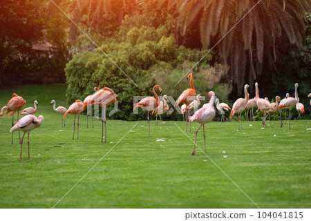 flock of pink flamingo birds walking in park on green lawn grass 104041815