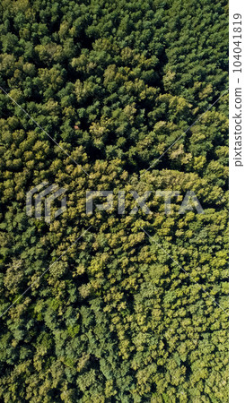 big forest with green trees at summer, Ukraine, aerial drone view 104041819