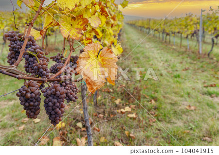 Grapes in autumn vineyard, Southern Moravia, Czech Republic Grapes in autumn vineyard, Southern Moravia, Czech Republic 104041915