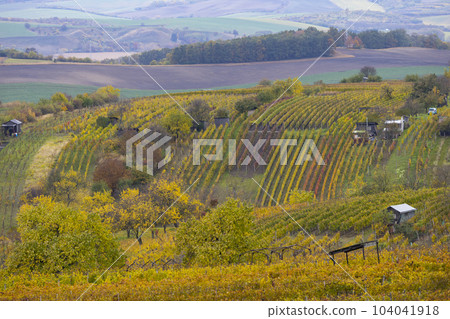 Autumn vineyard near Mutenice, Southern Moravia, Czech Republic 104041918