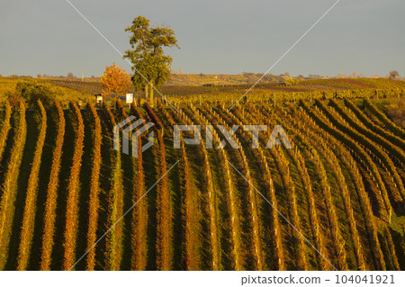 Autumn vineyard near Cejkovice, Southern Moravia, Czech Republic Autumn vineyard near Cejkovice, Southern Moravia, Czech Republic 104041921