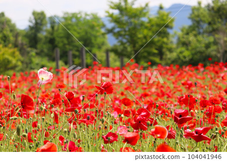 20230606_ Ashizawa Kogen Herbal Park_ Poppy 8 20230606_ Ashizawa Kogen Herbal Park_ Poppy 8 104041946