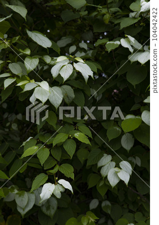 Actinidia Cat Loves White Leaves Actinidia Cat Loves White Leaves 104042422