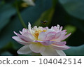 A bee hovering over a lotus 104042514
