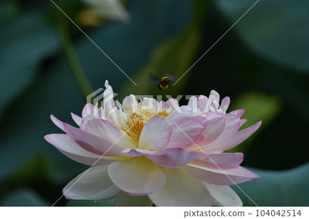A bee hovering over a lotus 104042514
